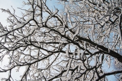 snow-tree-cs